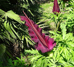 Rundgang durch den Botanischen Garten Cagliari