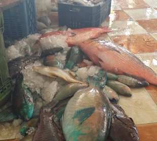 Frischer gehts nicht mehr