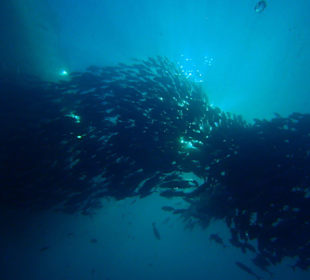 Makrelenschwarm am Hausriff von Lily