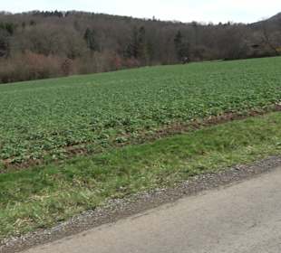 Gomaringer Rundweg - Zu den Giganten im Wald