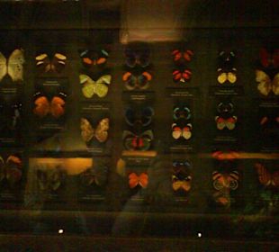 Schmetterlinge