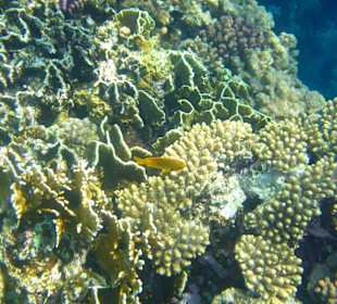 Beim Schnorcheln am Korallenriff