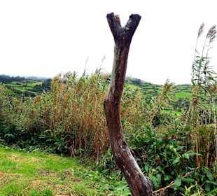 Inselrundfahrt Faial 