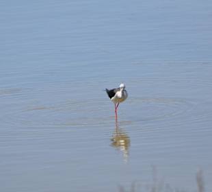 Naturpark S'Albufera