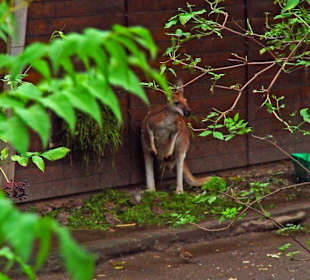 Känguru