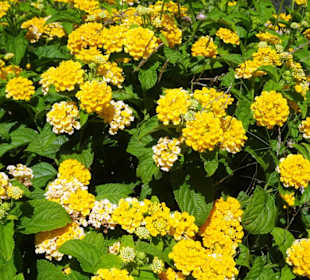 Blumenbeete an der Strandpromenade