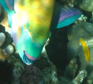 Am Hausriff Dreams Beach Resort & Dreams Vacation Resort