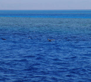 Sichtung von Delphinen