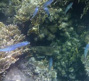 Riesenzackenbarsch am Hausriff Hotel Tulip Resort