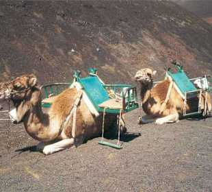 Lanzarote - Dromedare im Timanfaya