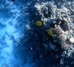 Schnorcheln Makadi Bay 