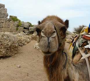 Wielbłądy w Side