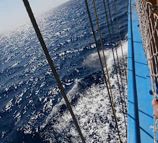 Leider keine Delfine gesehen 