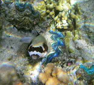 Maskenkugelfisch mit Riesenmuscheln