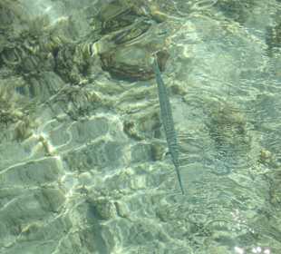 Steigenberger al Dau Beach Hotel