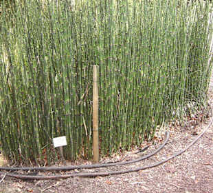 Bambus