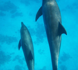 Delphintour mittendrin...danke!