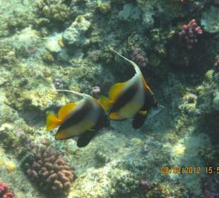 Doktorfische am Hausriff