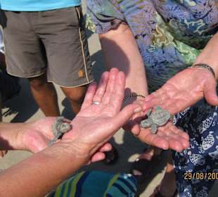 Schildkröten sind geschlüpft