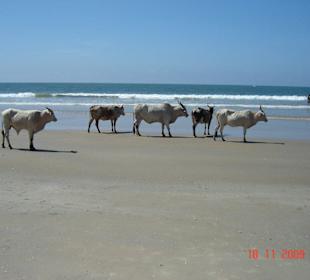 Daily beach cow express