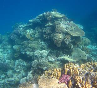 Wunderschöne Korallen (Hart- und Weichkorallen)
