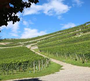 Weinberge um das Kloster