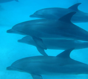 Delfine