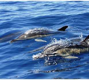 Makadi Bay Ausflüge-Delfinschwimmen im Roten Meer