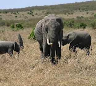 Eine Familie Elefant in der Masai Mara National Pa