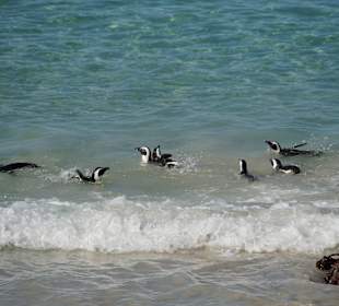 Pinguine im Wasser