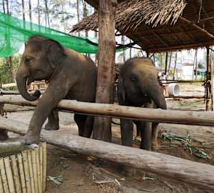 Elephant Home - Fűttern und Baden der Elefanten 