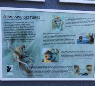 Umgang mit den Affen