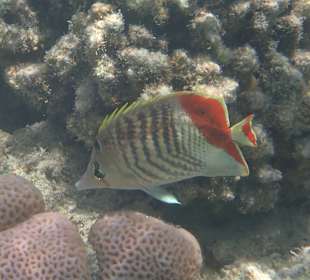 Schnorcheln Marsa Alam 