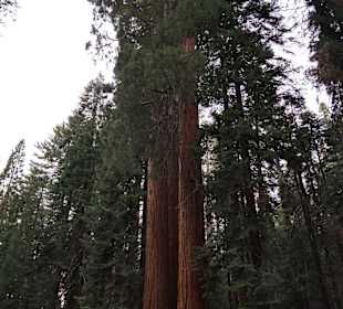 Sequoia Mammutbäume