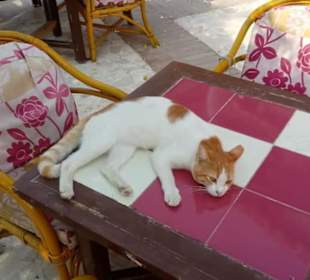 Ausflug El Gouna mit Alex Andra