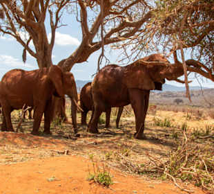Kleine Elefantengruppe