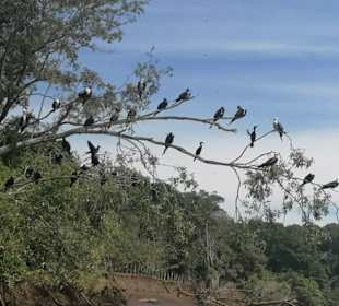 Viele Vogelarten 