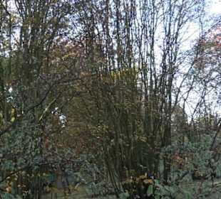 Botanischer Garten