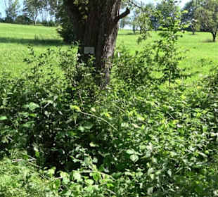 Eduard Lucas Musterobstgarten Mähringen