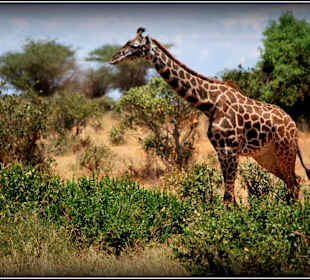 Tsavo - młodzieniec żyrafi  