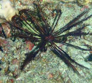 Šnorchlování na domovském útesu