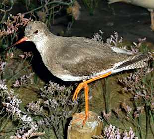 Vögel der Küste