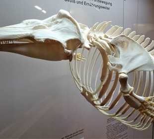 Exponate des Naturkundemuseums Coburg