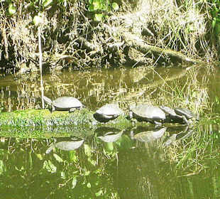 Ausflug zum Ropotamo