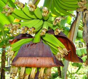 Rundgang über die Fajã dos Padres