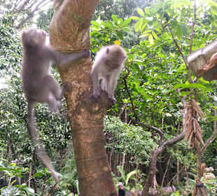 Kletternde Affen