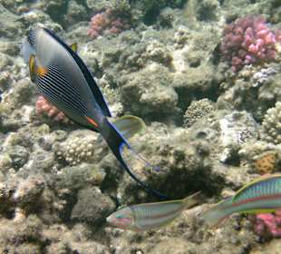 Papageienfische...tolle Farben