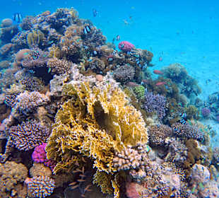 Schnorcheln Soma Bay