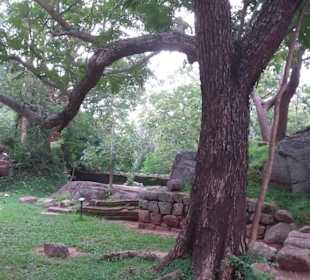 Elefantenreiten Sigiriya