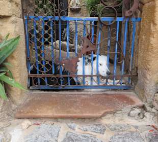 Hier hüte ich das Haus